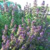 Salvia officinalis